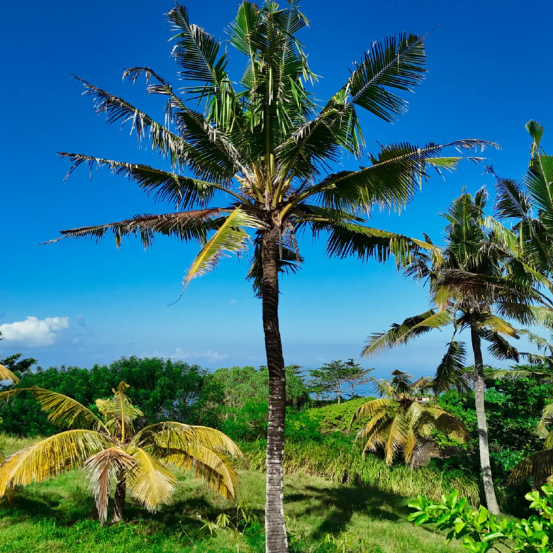 Coconut trees on elevated coastal land in Balian, Bali with clear blue sky and ocean views in the background.