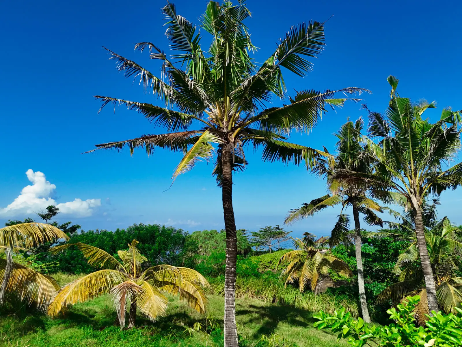 Coconut trees on elevated coastal land in Balian, Bali with clear blue sky and ocean views in the background.