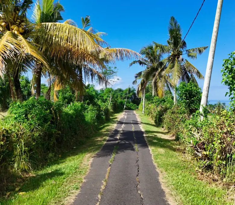 Access road leading to 5,000m² Mejan Beach land for sale, lined with coconut trees and ocean views in the distance
