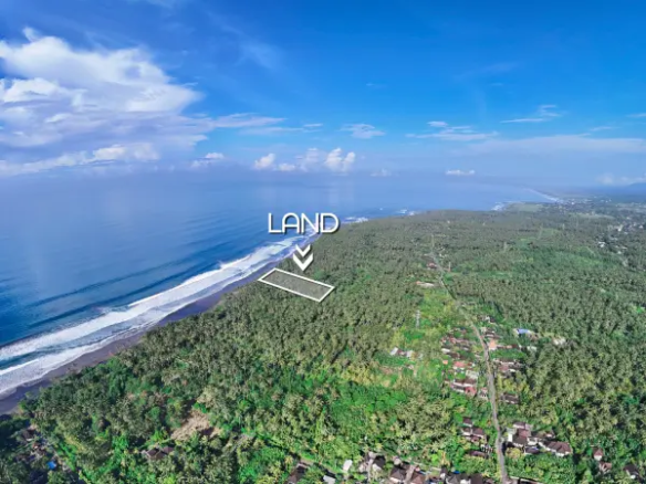 Aerial view of 8,300 m² beachfront land for sale in West Bali, surrounded by lush coconut plantations and positioned directly along the coastline.