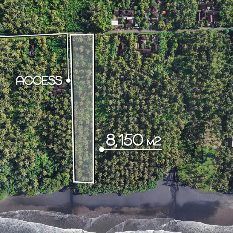 Top-down drone image of an 8,150 m² beachfront land plot in Pekutatan, West Bali, showing long rectangular shape, coconut plantation, private access, and ocean frontage.