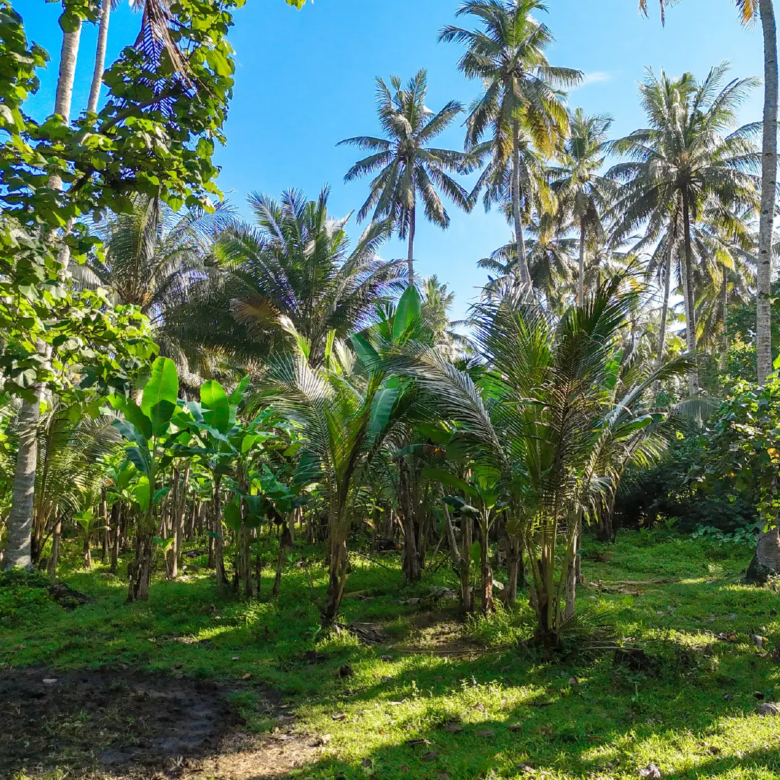 Ground-level view of mature coconut plantation on beachfront land in Pekutatan, West Bali, featuring tropical greenery and flat fertile soil ideal for development.