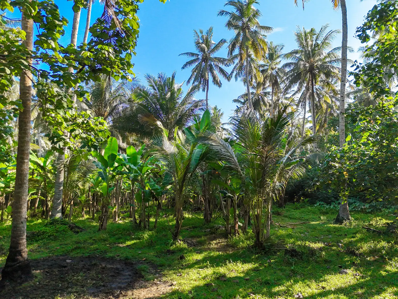 Ground-level view of mature coconut plantation on beachfront land in Pekutatan, West Bali, featuring tropical greenery and flat fertile soil ideal for development.