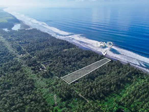 Aerial view of 8,150 m² beachfront land for sale in Pekutatan, West Bali, surrounded by dense coconut trees with direct access to the coastline.