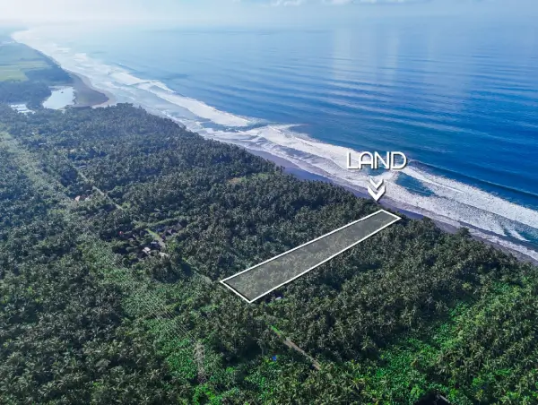 Aerial view of 8,150 m² beachfront land for sale in Pekutatan, West Bali, surrounded by dense coconut trees with direct access to the coastline.