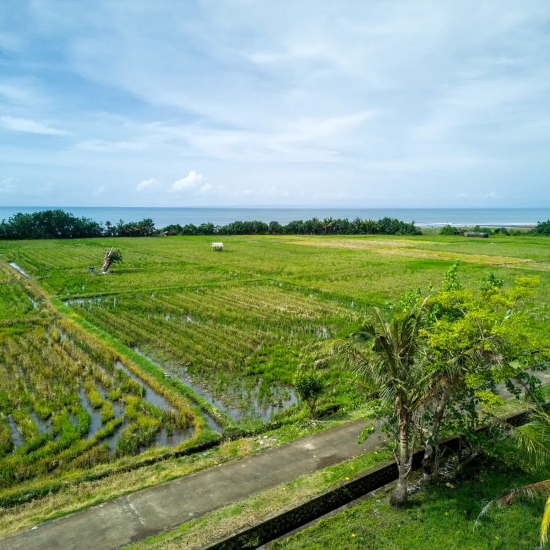 Scenic view of rice fields and ocean horizon from land for sale in West Bali, offering peaceful surroundings and beautiful natural landscape.