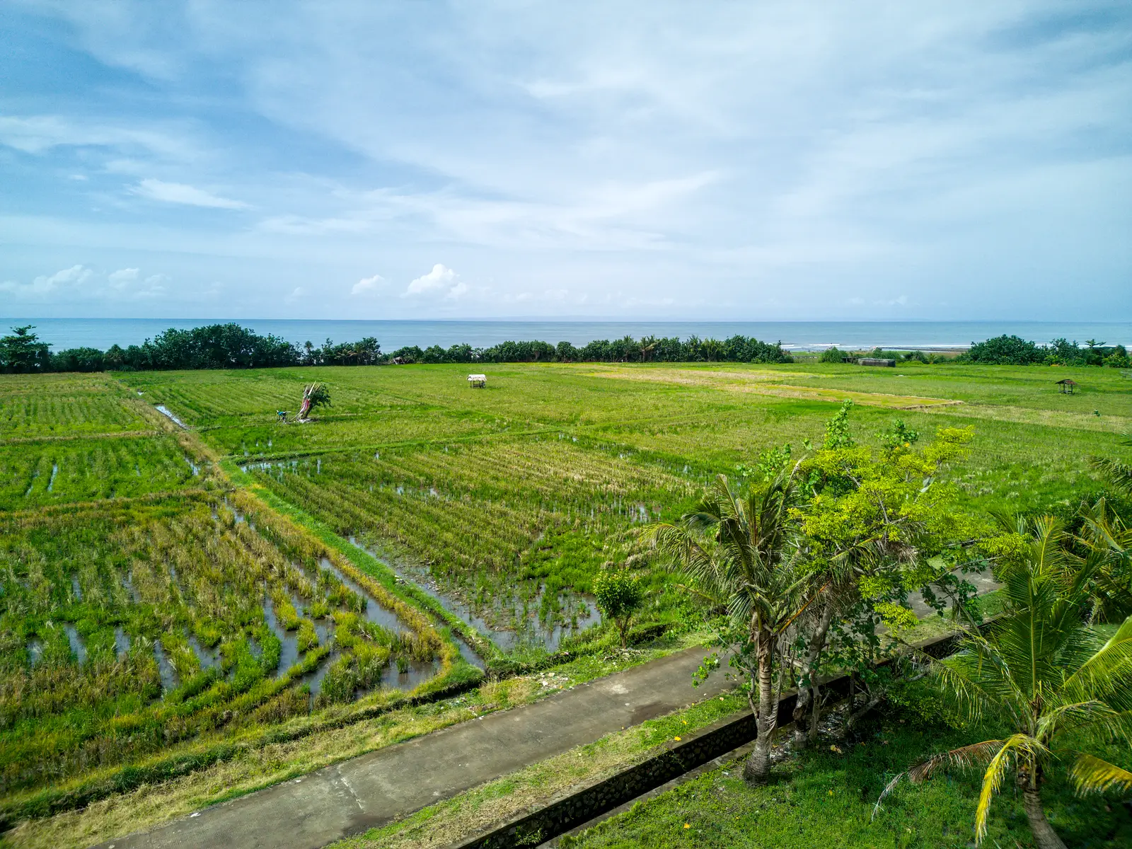 pulukan 11-00005 Scenic view of rice fields and ocean horizon from land for sale in West Bali, offering peaceful surroundings and beautiful natural landscape.