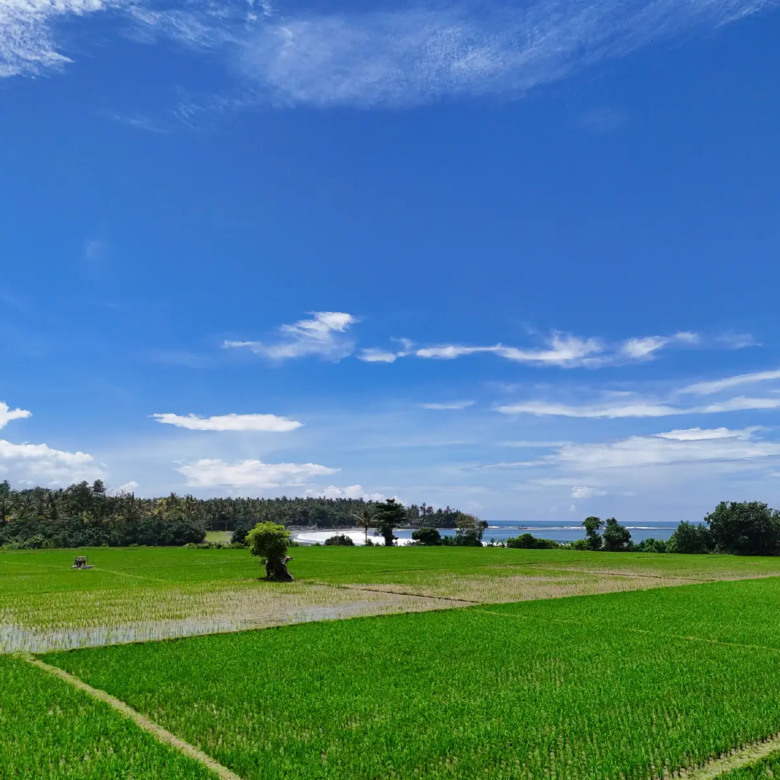Scenic ground-level view of lush green rice fields in Pulukan, West Bali, with clear blue sky and ocean horizon—ideal setting for beachfront development.