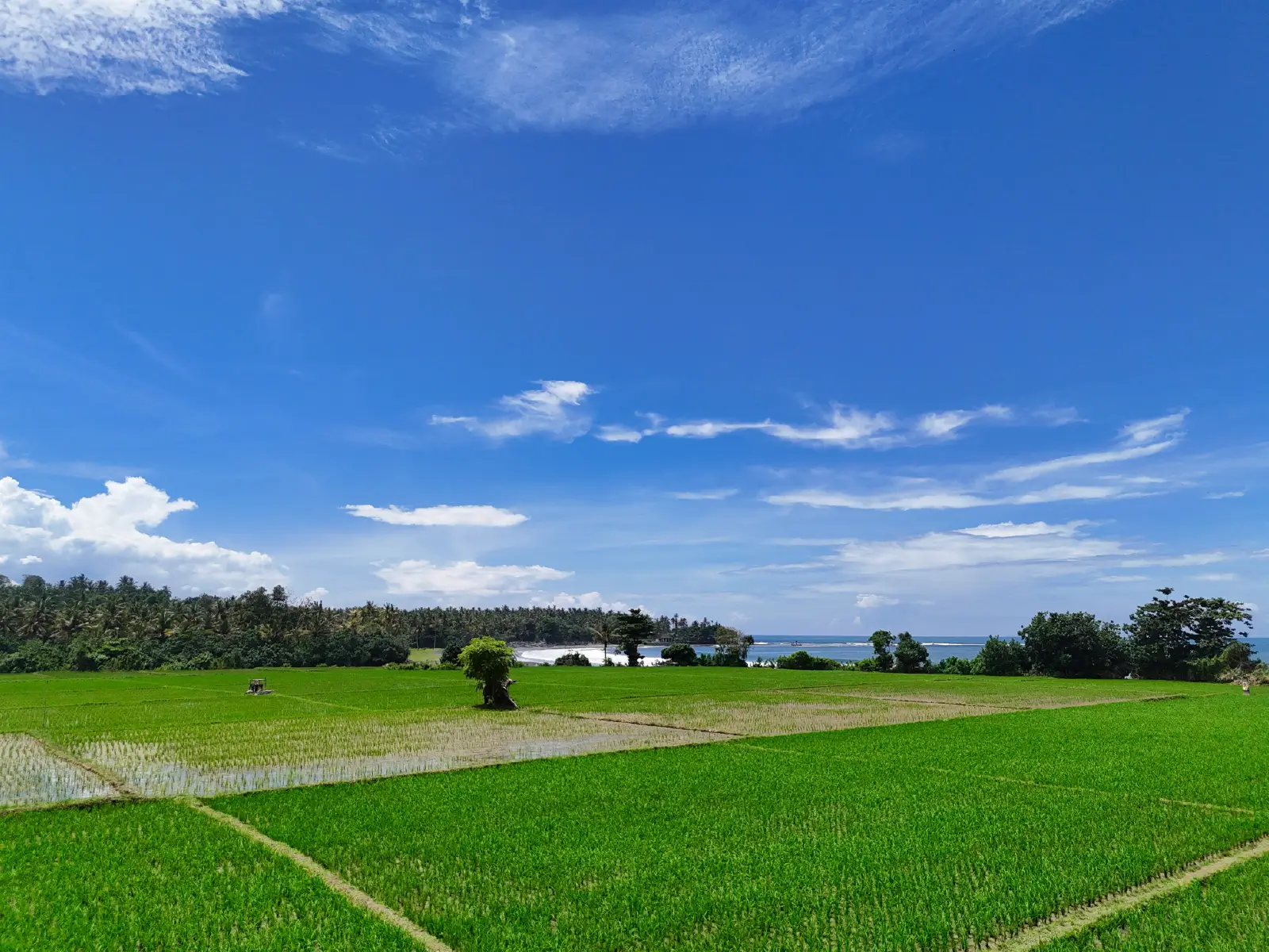 Scenic ground-level view of lush green rice fields in Pulukan, West Bali, with clear blue sky and ocean horizon—ideal setting for beachfront development.