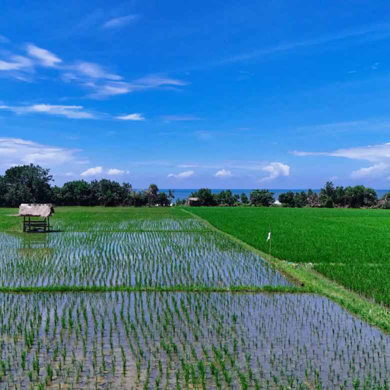 Ground-level view of rice fields near the beachfront land in West Bali, with young rice plants reflecting in the water and the ocean on the horizon