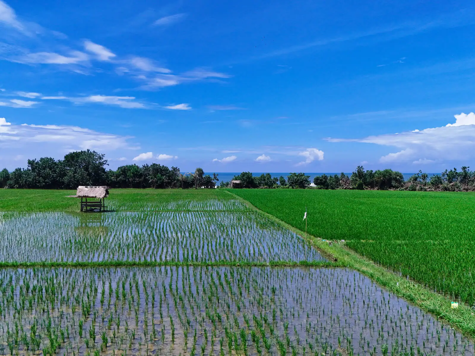 Ground-level view of rice fields near the beachfront land in West Bali, with young rice plants reflecting in the water and the ocean on the horizon