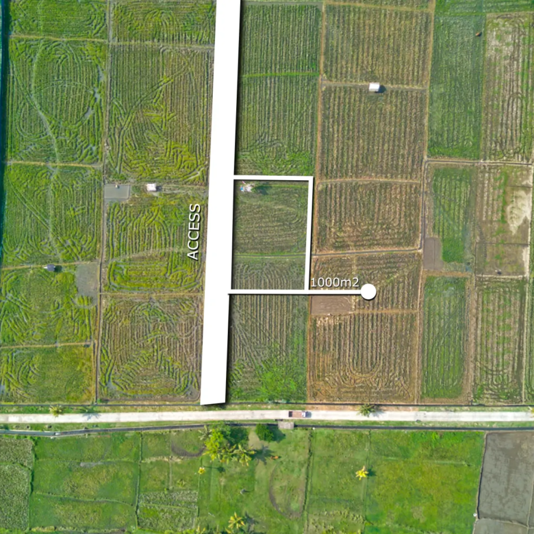 Top-down drone view of 1,000 sqm land with direct road access in Pulukan, West Bali, surrounded by rice fields near Pulukan Beach.