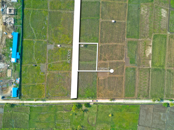 Top-down drone view of 1,000 sqm land with direct road access in Pulukan, West Bali, surrounded by rice fields near Pulukan Beach.