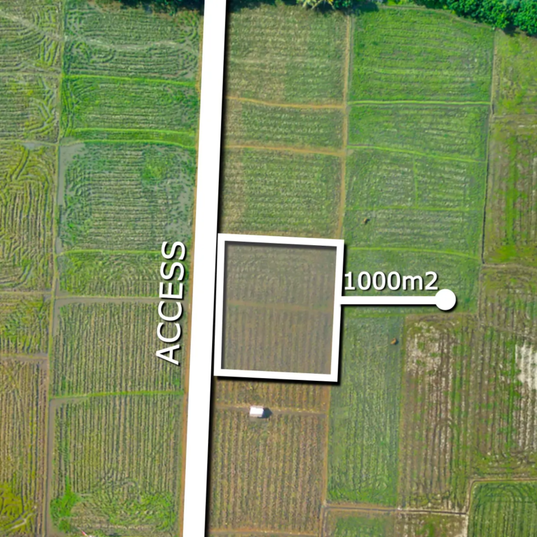Top-down drone view of 1,000 sqm land with direct access road in Pulukan, West Bali, surrounded by productive rice fields.