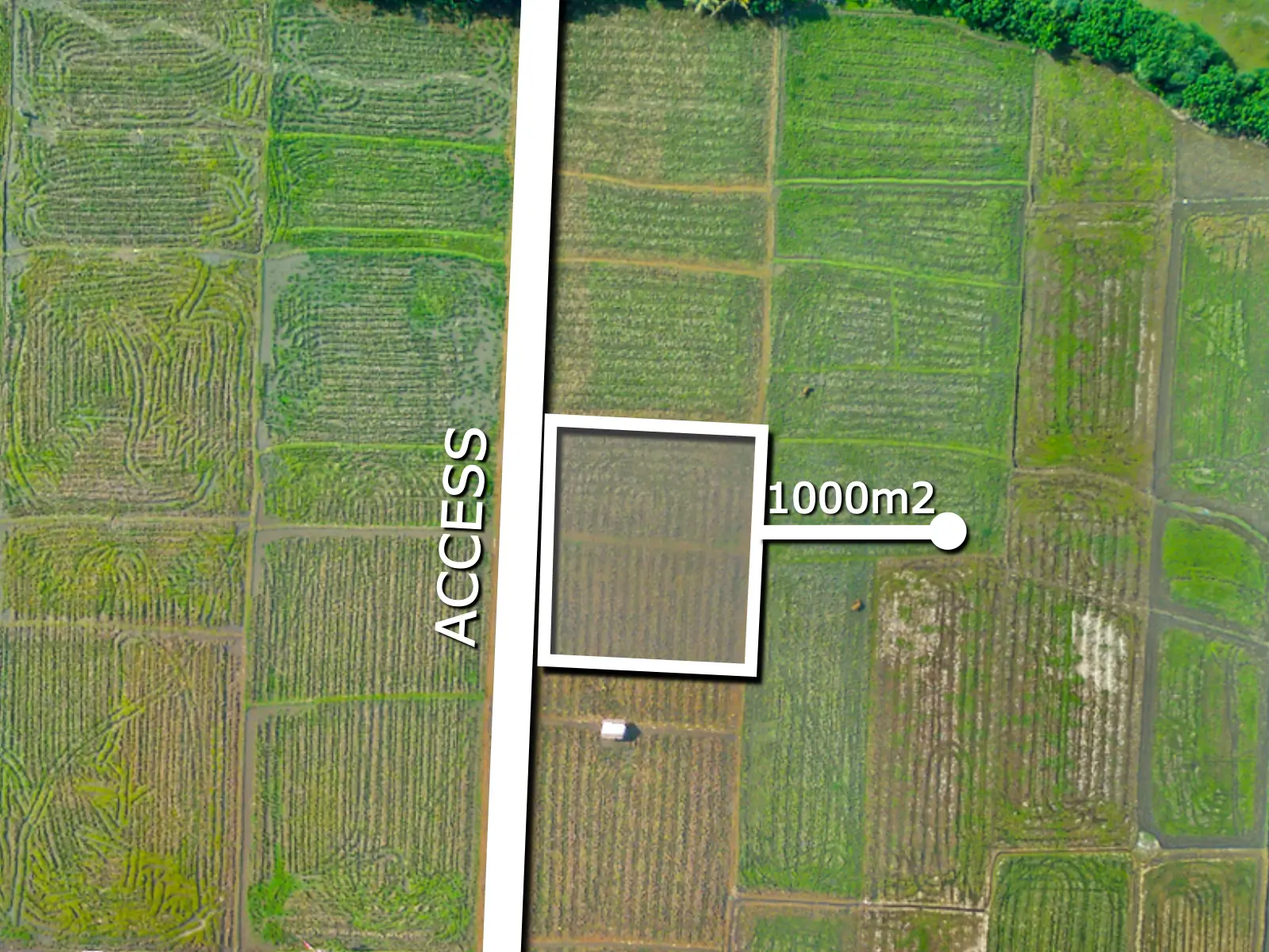 Top-down drone view of 1,000 sqm land with direct access road in Pulukan, West Bali, surrounded by productive rice fields.