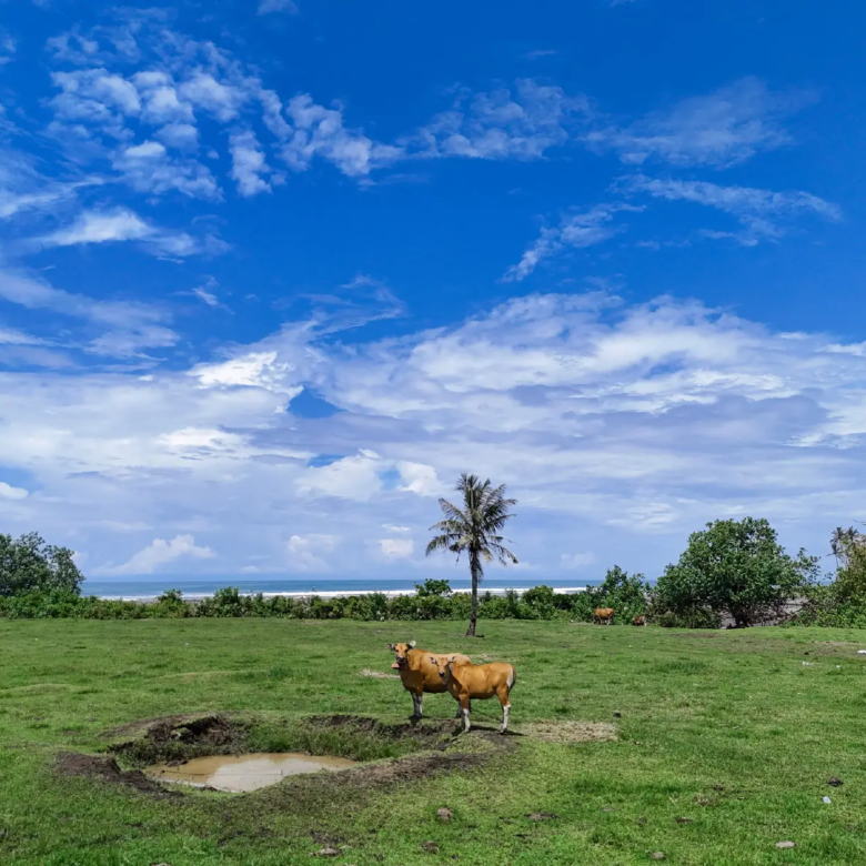 Open green beachfront field in West Bali with grazing cattle, ocean views, palm trees, and a bright tropical sky