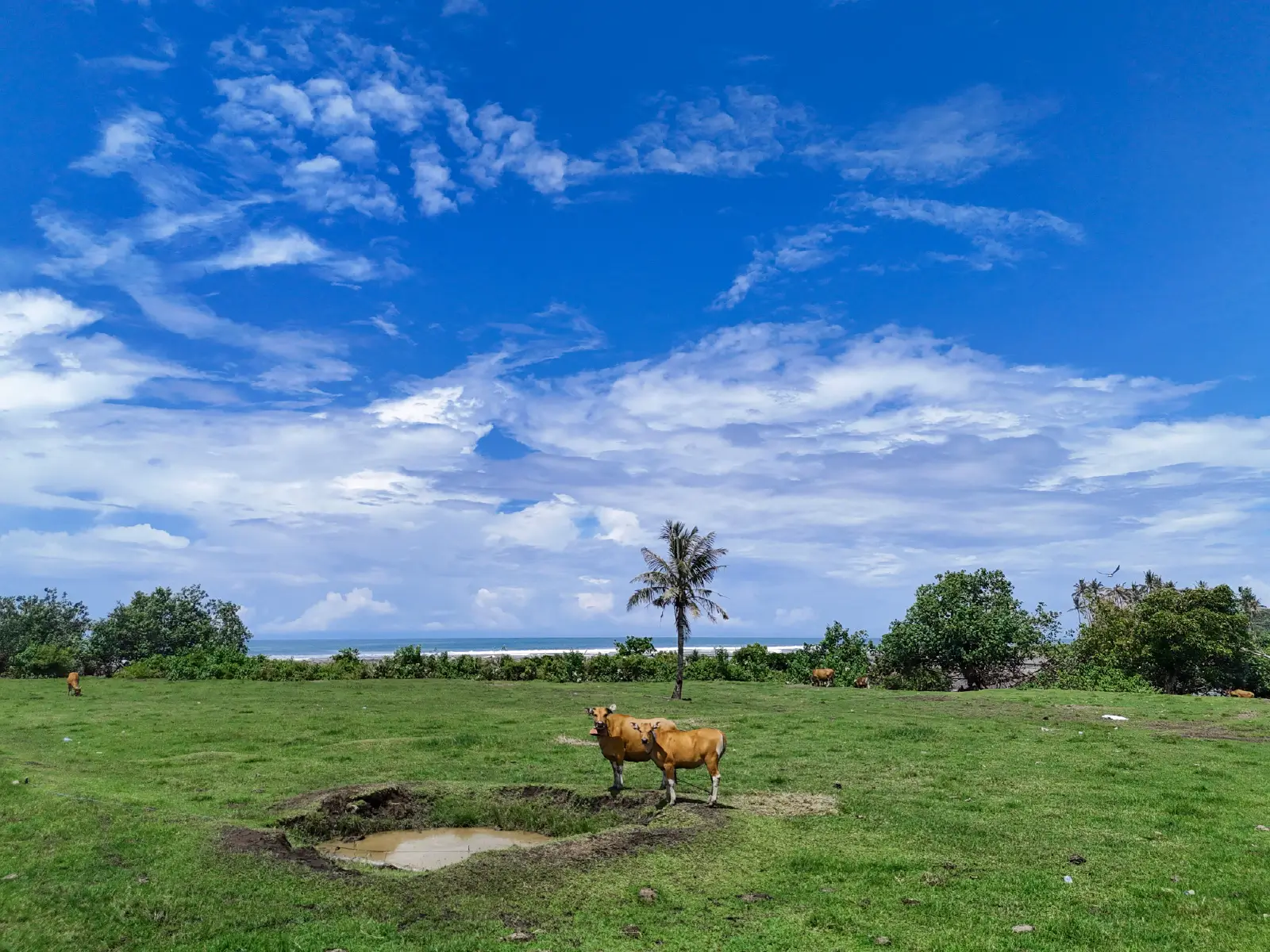 yehsumbul 2-00003 Open green beachfront field in West Bali with grazing cattle, ocean views, palm trees, and a bright tropical sky