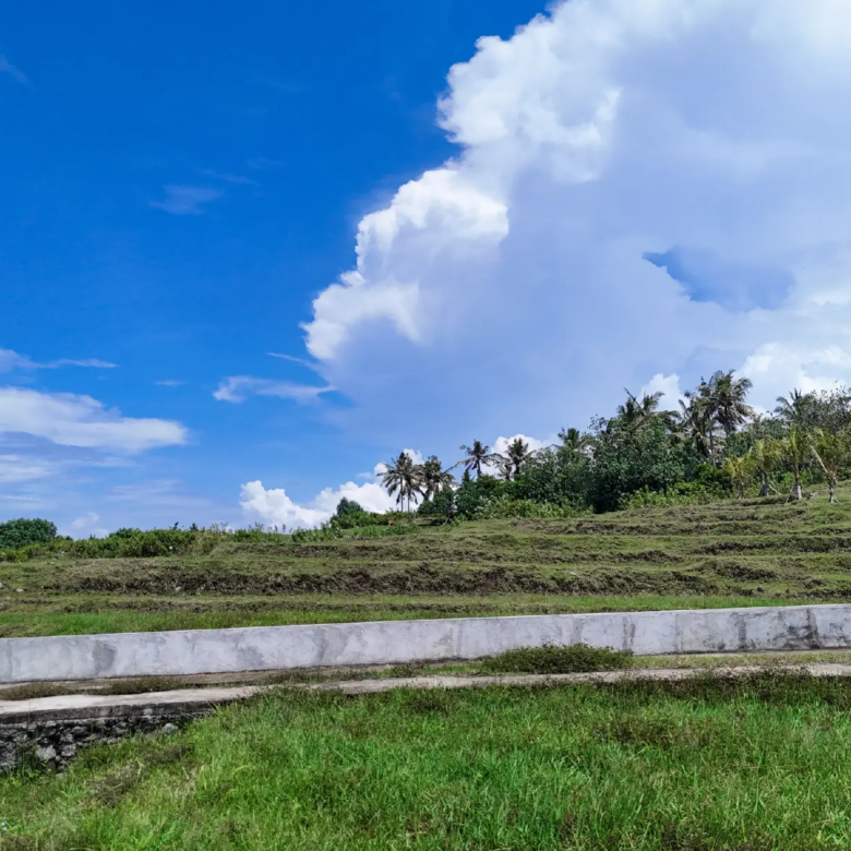 Ground-level view of terraced land in West Bali with palm trees, lush greenery, and a bright tropical sky.