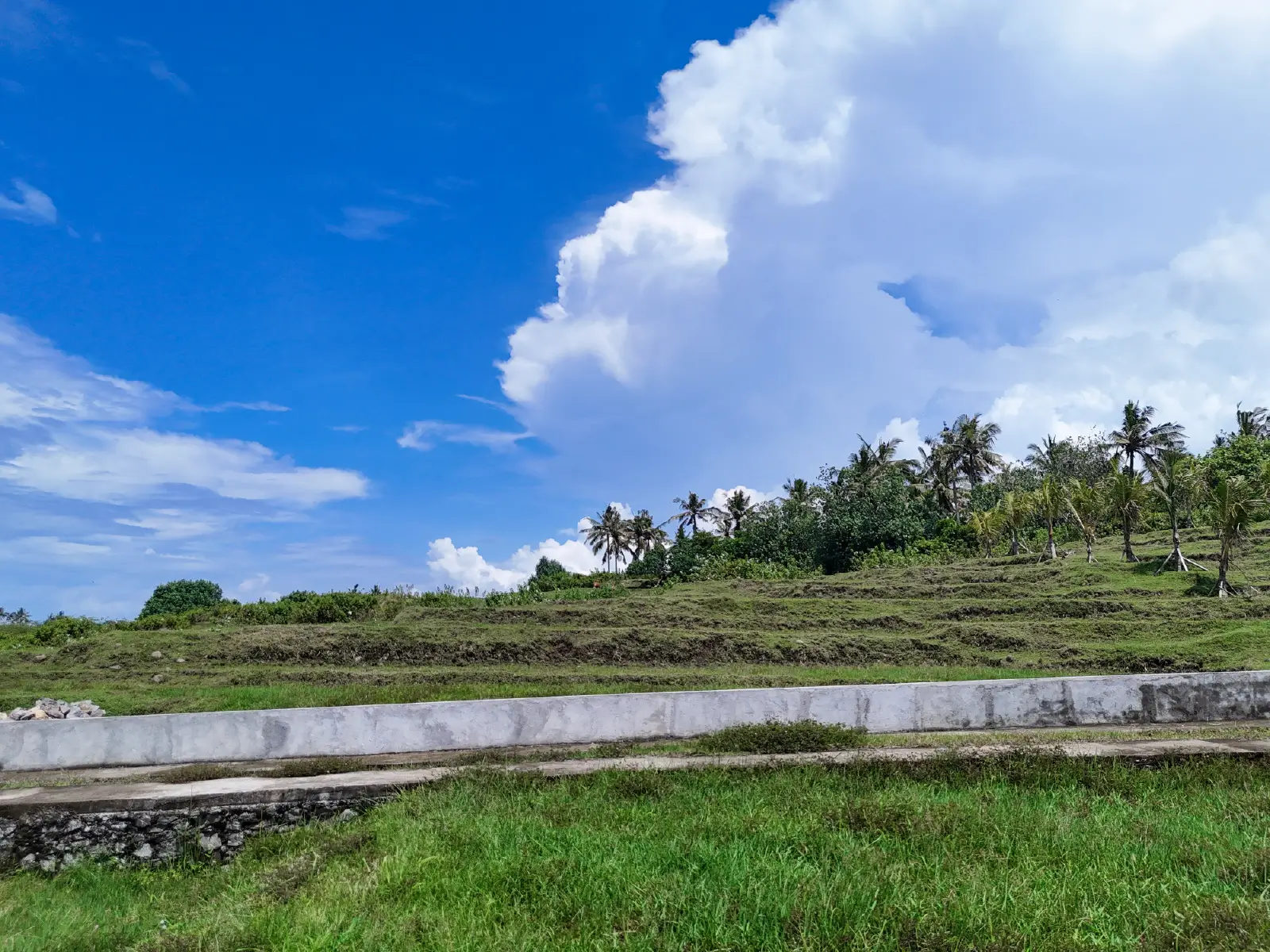 Ground-level view of terraced land in West Bali with palm trees, lush greenery, and a bright tropical sky.